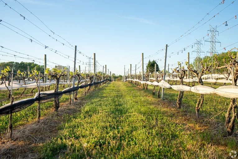 View down a row of grapevines at the Janemark Winery in Brandywine, MD